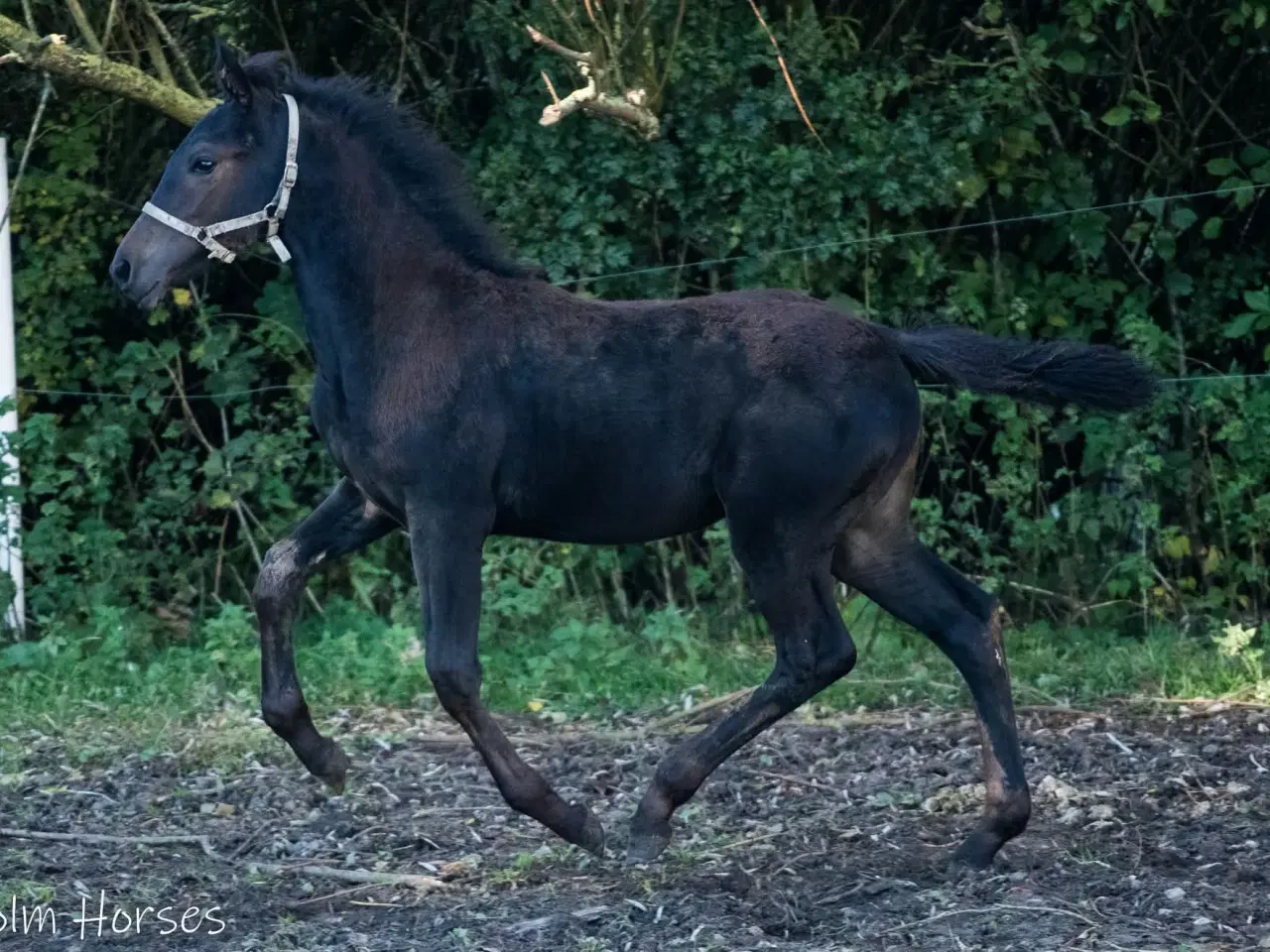 Billede 5 - herligt oldenborg hoppeføl