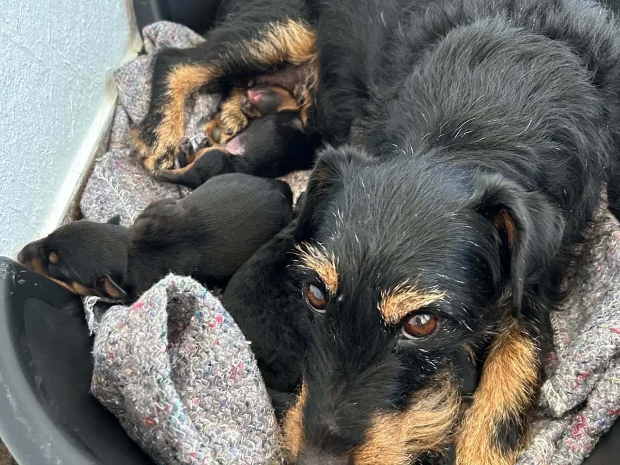 Billede 4 - Tysk jagtterrier hvalpe