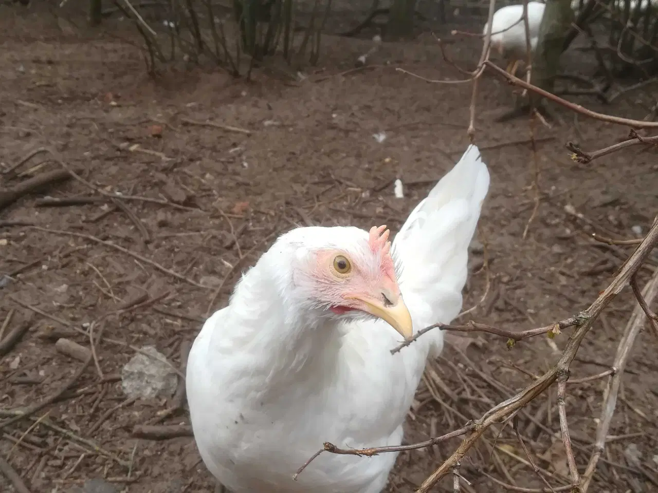 Billede 5 - Rigtig god ægge lægger hvide Italiener Lohmann