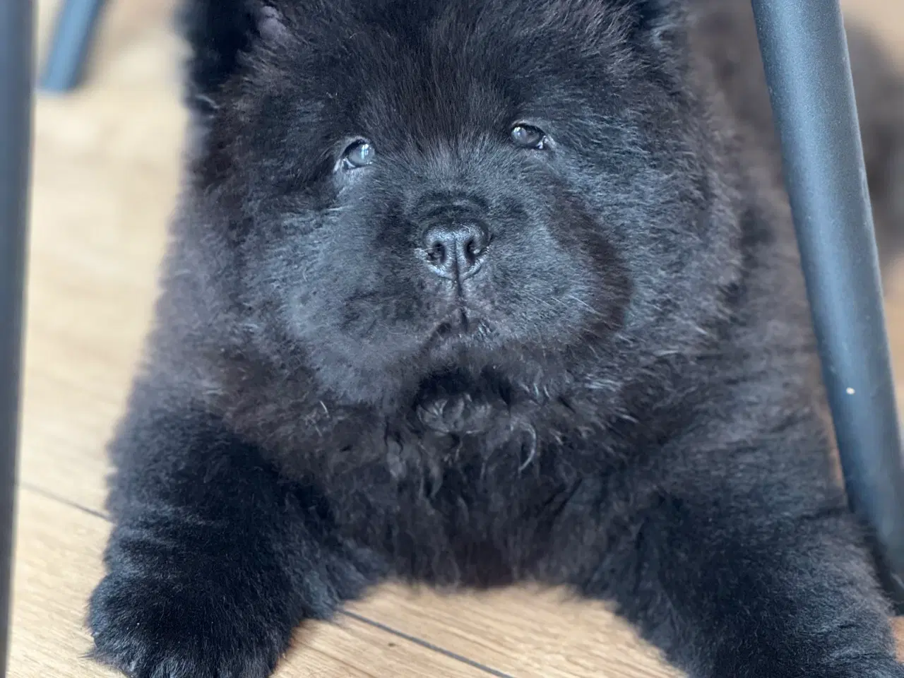 Billede 5 - Chow Chow hvalpe