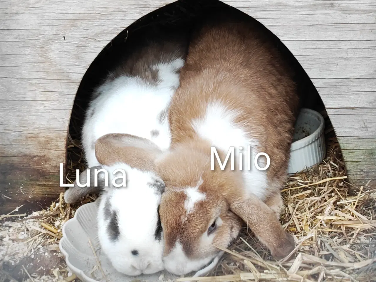 Billede 1 - Dværgkanin-par søger trygt og blivende hjem