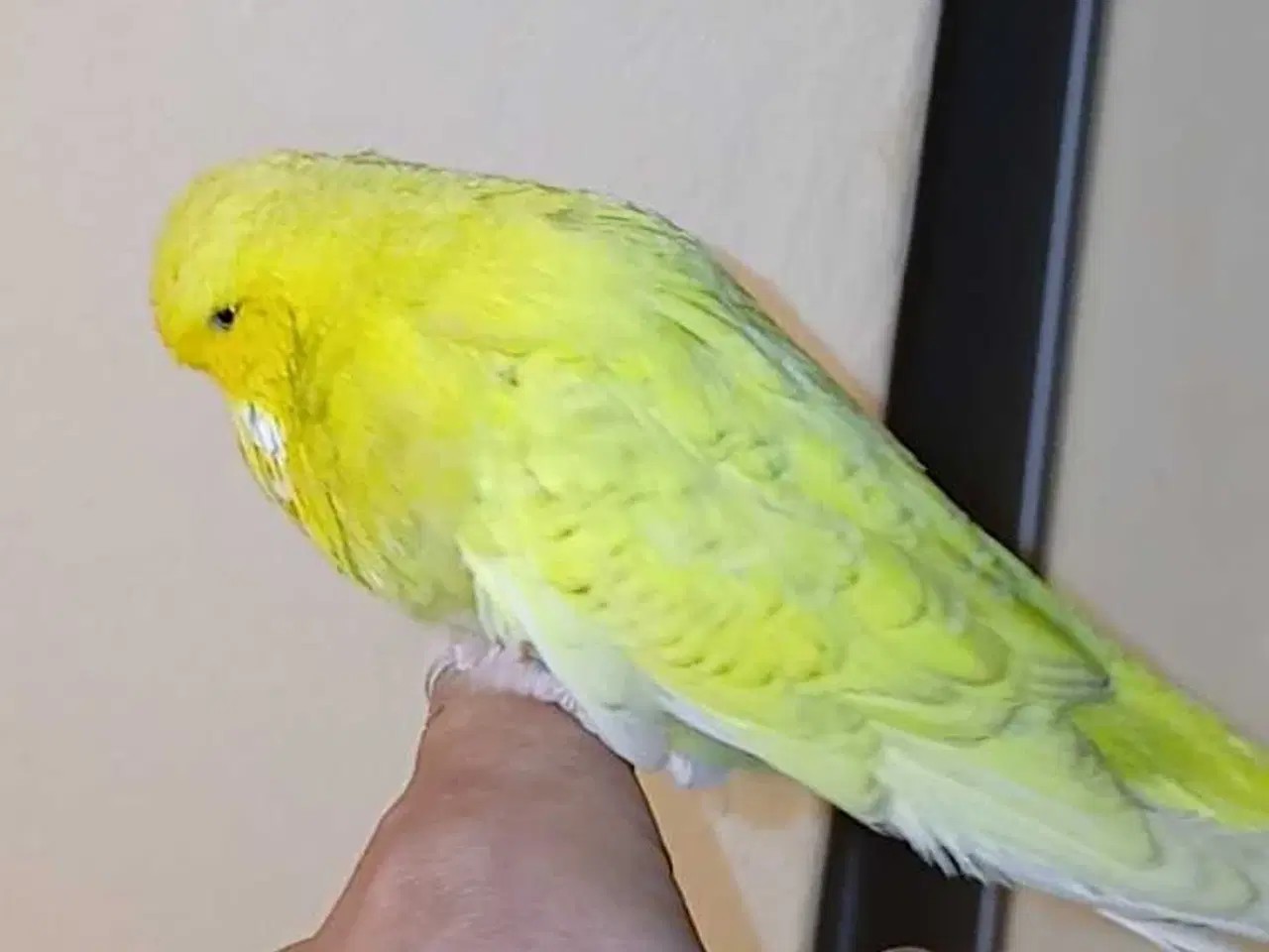 Billede 12 - Engelsk undulat han 