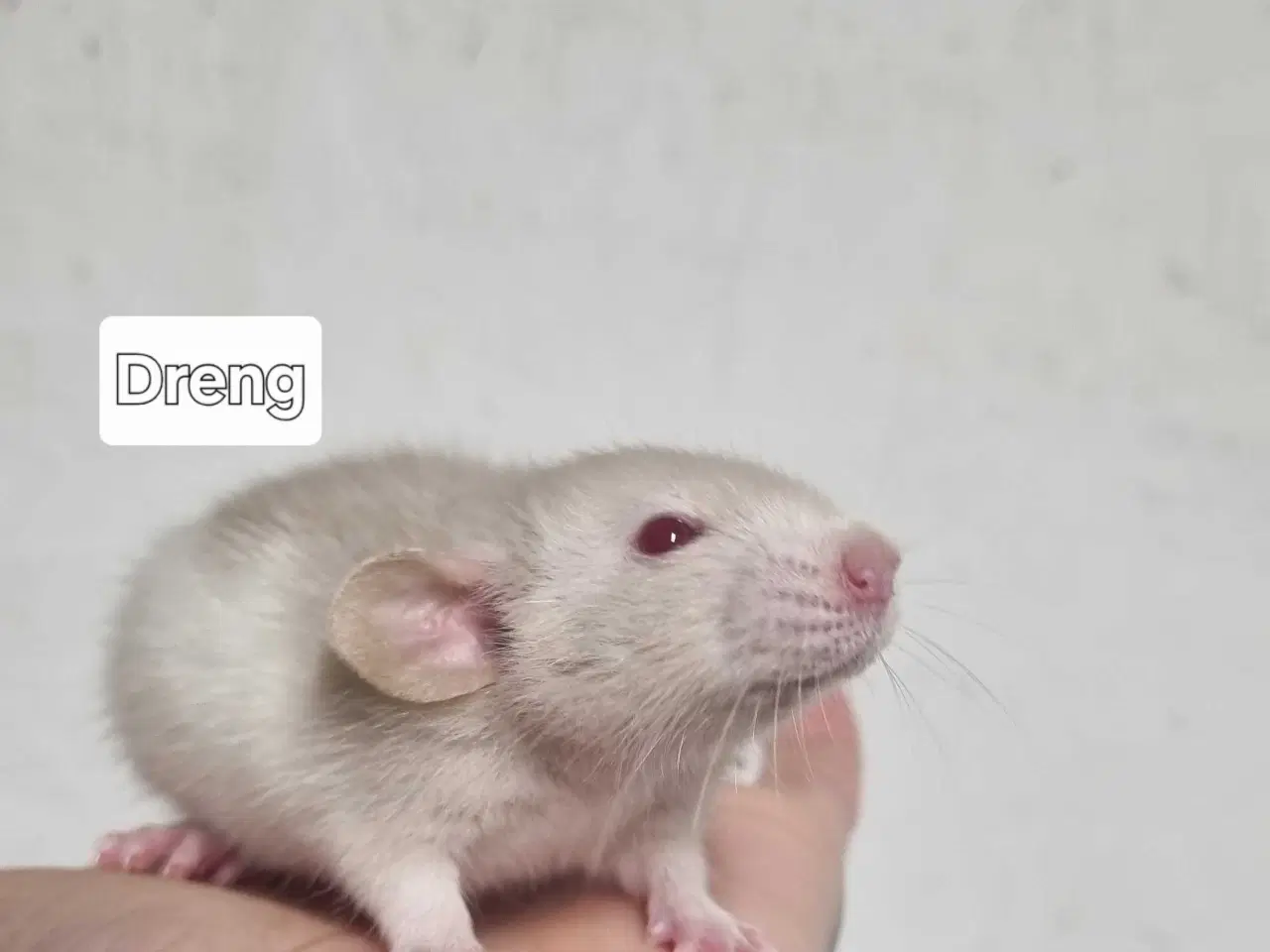 Billede 6 - Dumbo rotteunger