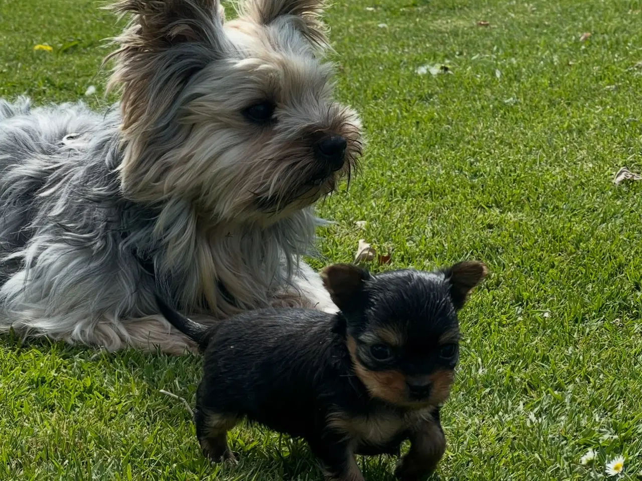Billede 6 - Yorkshire terrier/Chihuahua