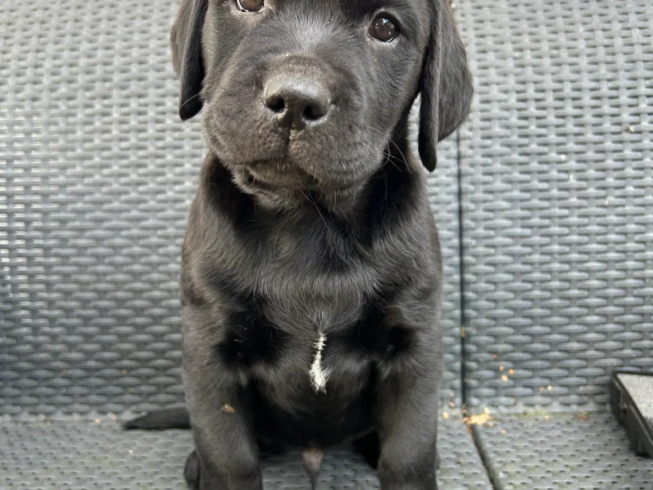 Billede 2 - Labrador hvalpe klar til at flytte hjemmefra