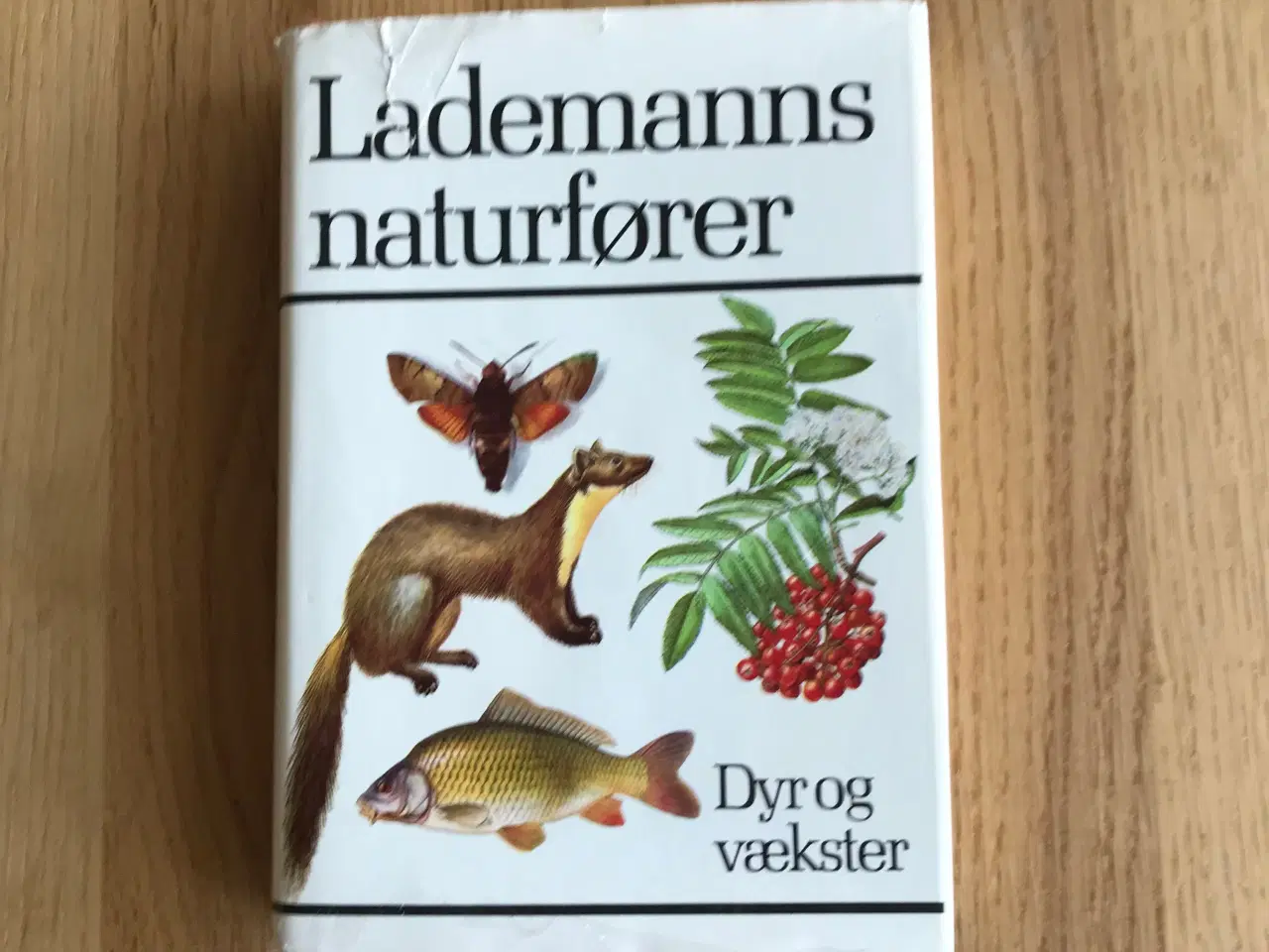 Billede 1 - Lademanns naturfører - Dyr og vækster