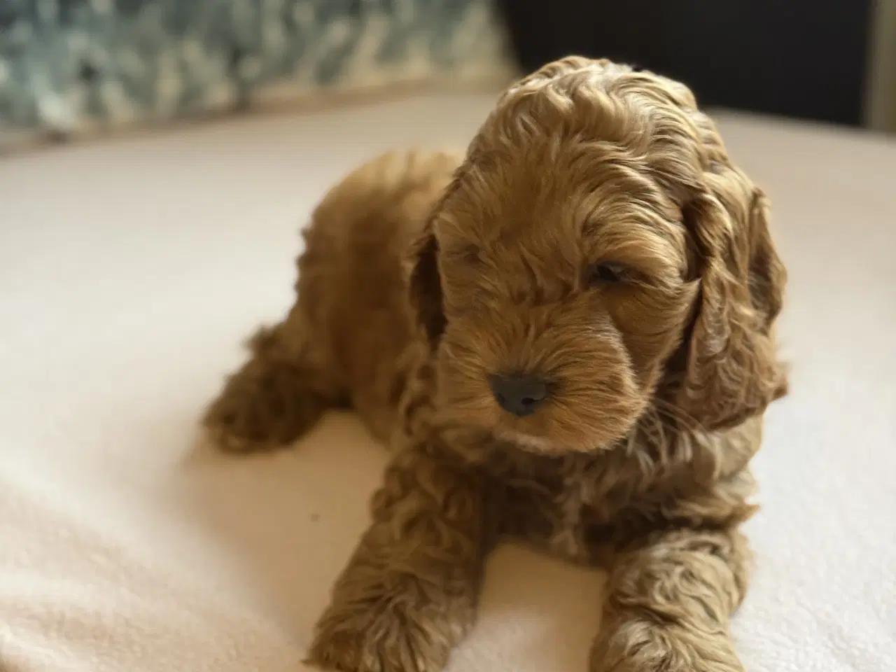 Billede 15 - Cockapoo hvalpe 8 uger 