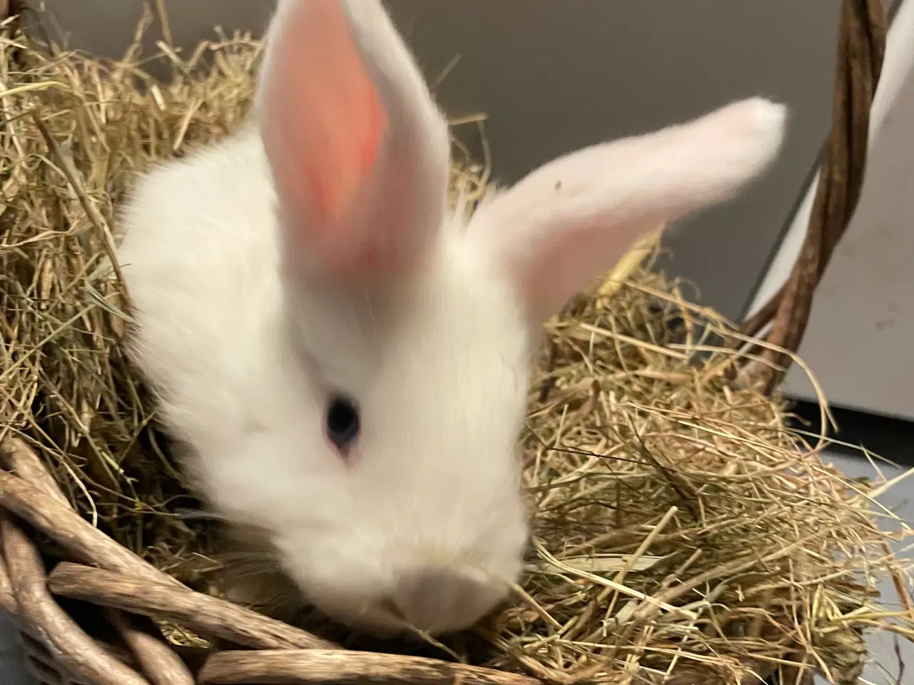 Billede 1 - Kaniner 