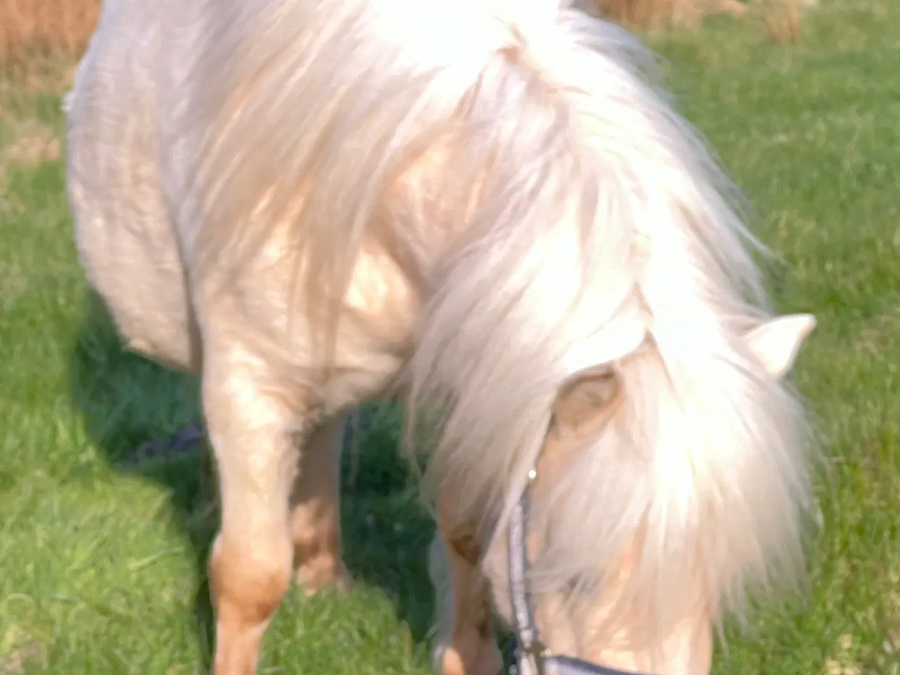Billede 4 - Smuk Palomino Hoppe med føl 