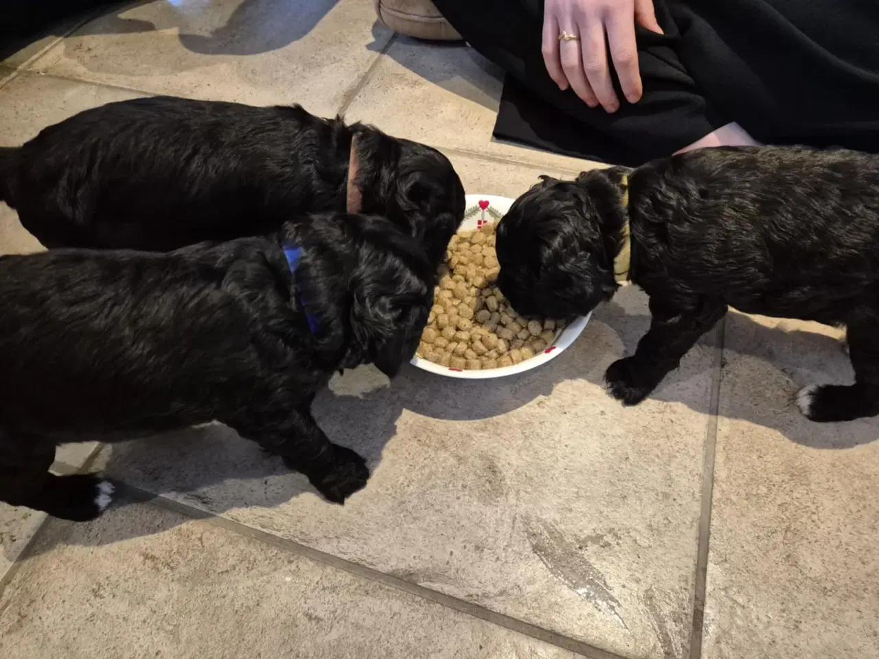 Billede 2 - Springer Doodle hvalpe