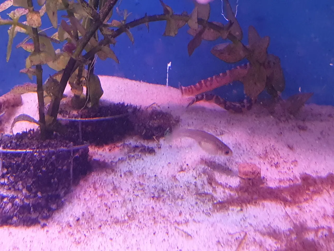 Billede 5 - KUHLI ÅL