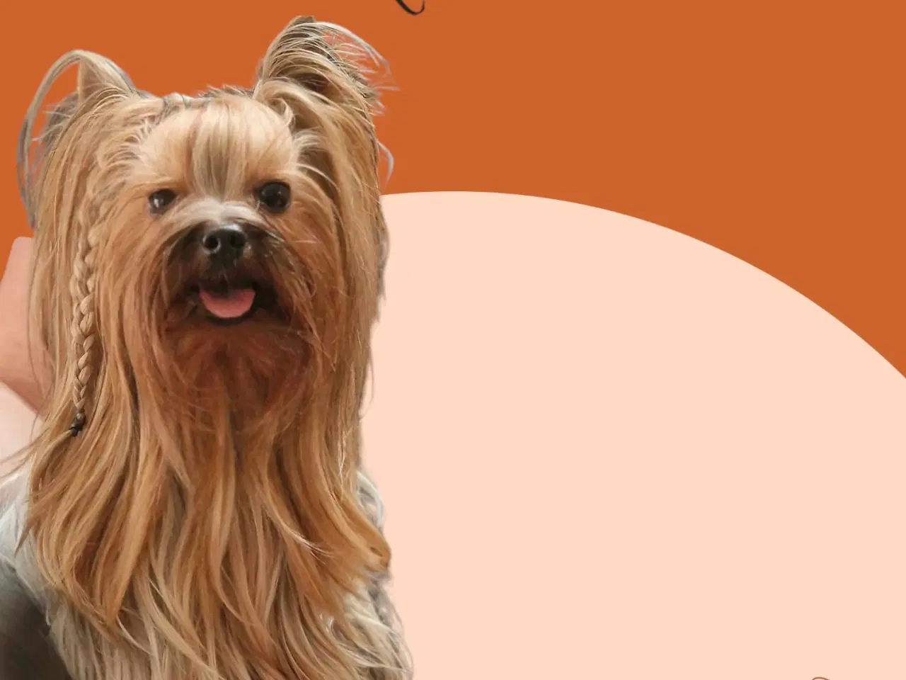 Billede 1 - Smuk Yorkshire terrier hanhund  tilbydes til avl!