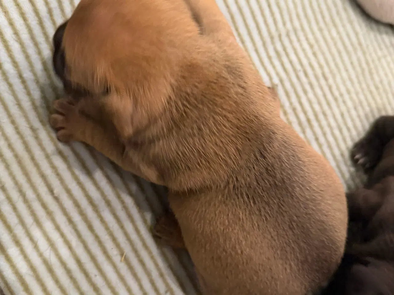 Billede 3 - Fransk bulldog hvalpe