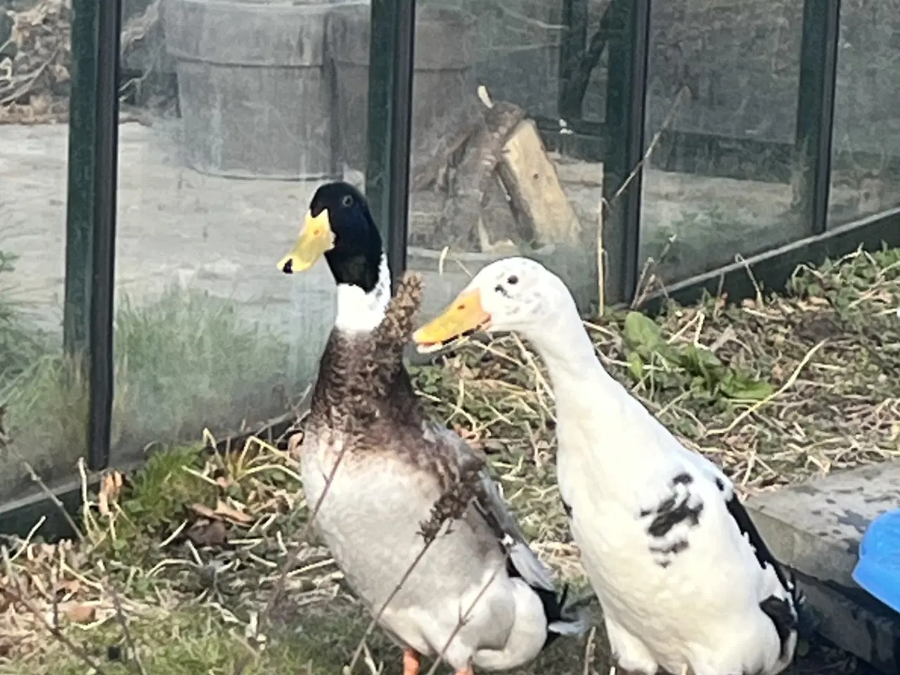 Billede 1 - Løbeænder (par) fra 2025