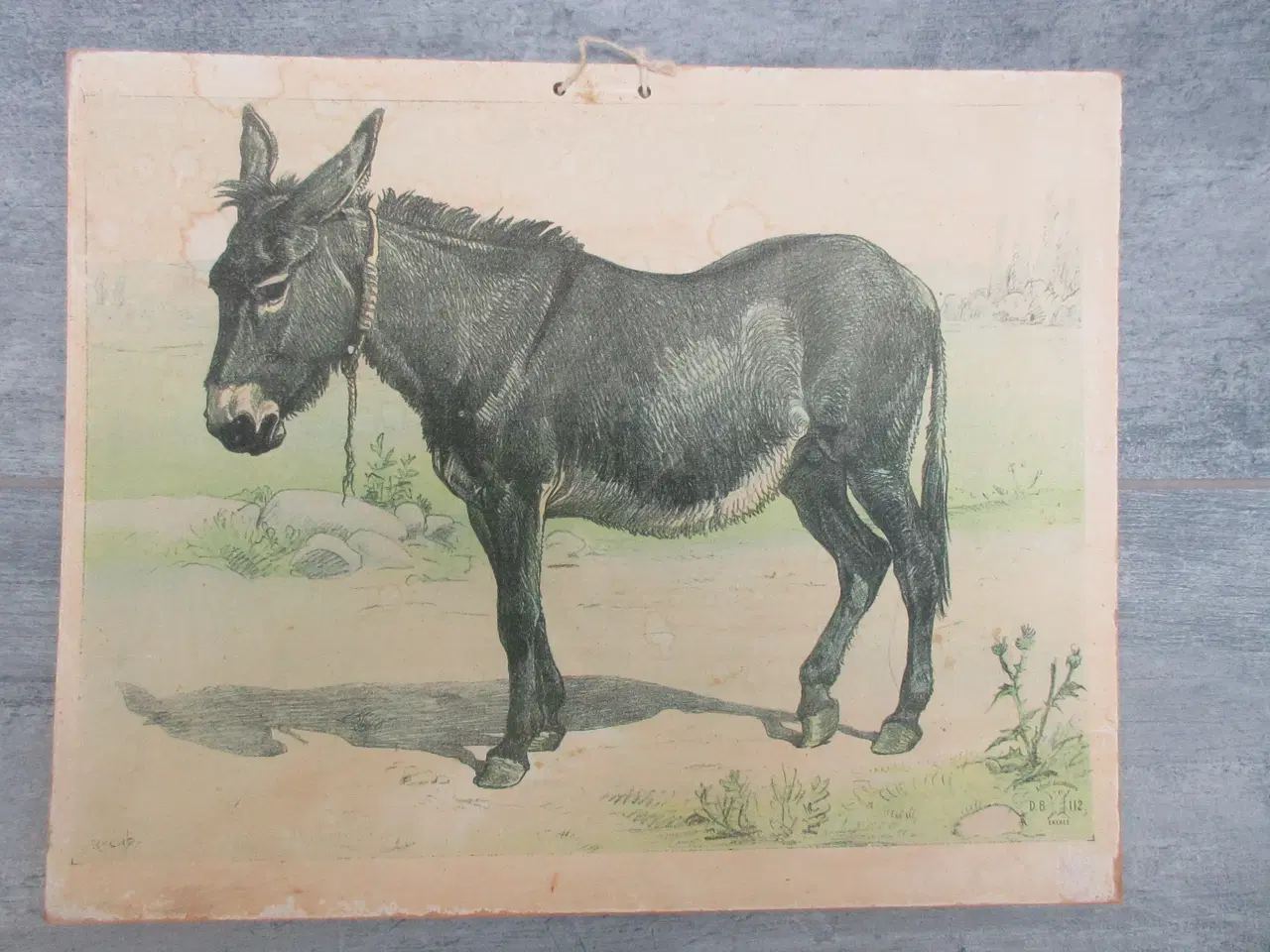 Billede 4 - Gamle anskuelighedstavler / anskuelsestavler 