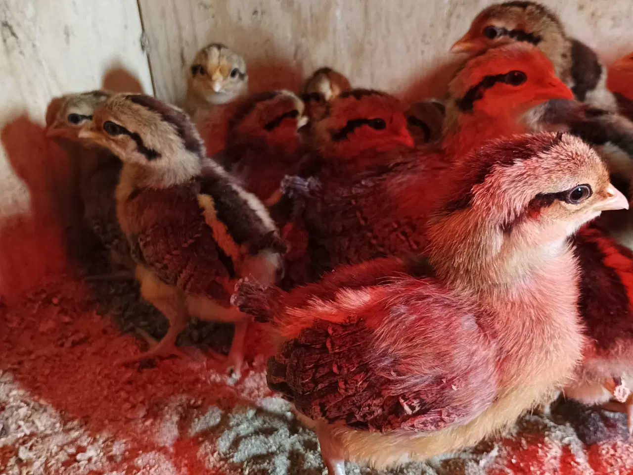Billede 1 - Danske landhønse kyllinger 