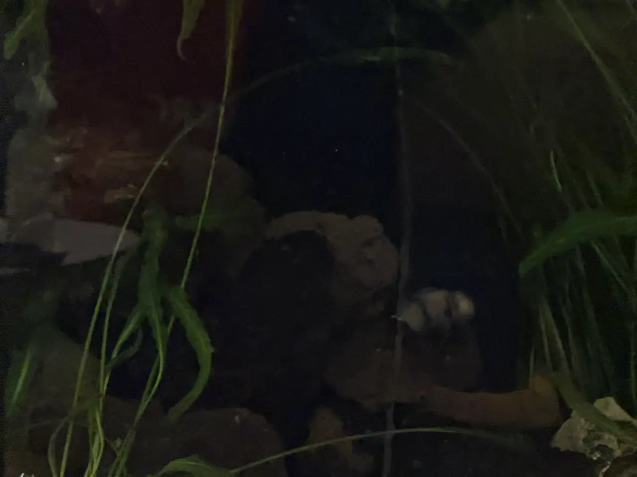 Billede 4 - Malawi cichlider – 20-25 stk med lidt yngel