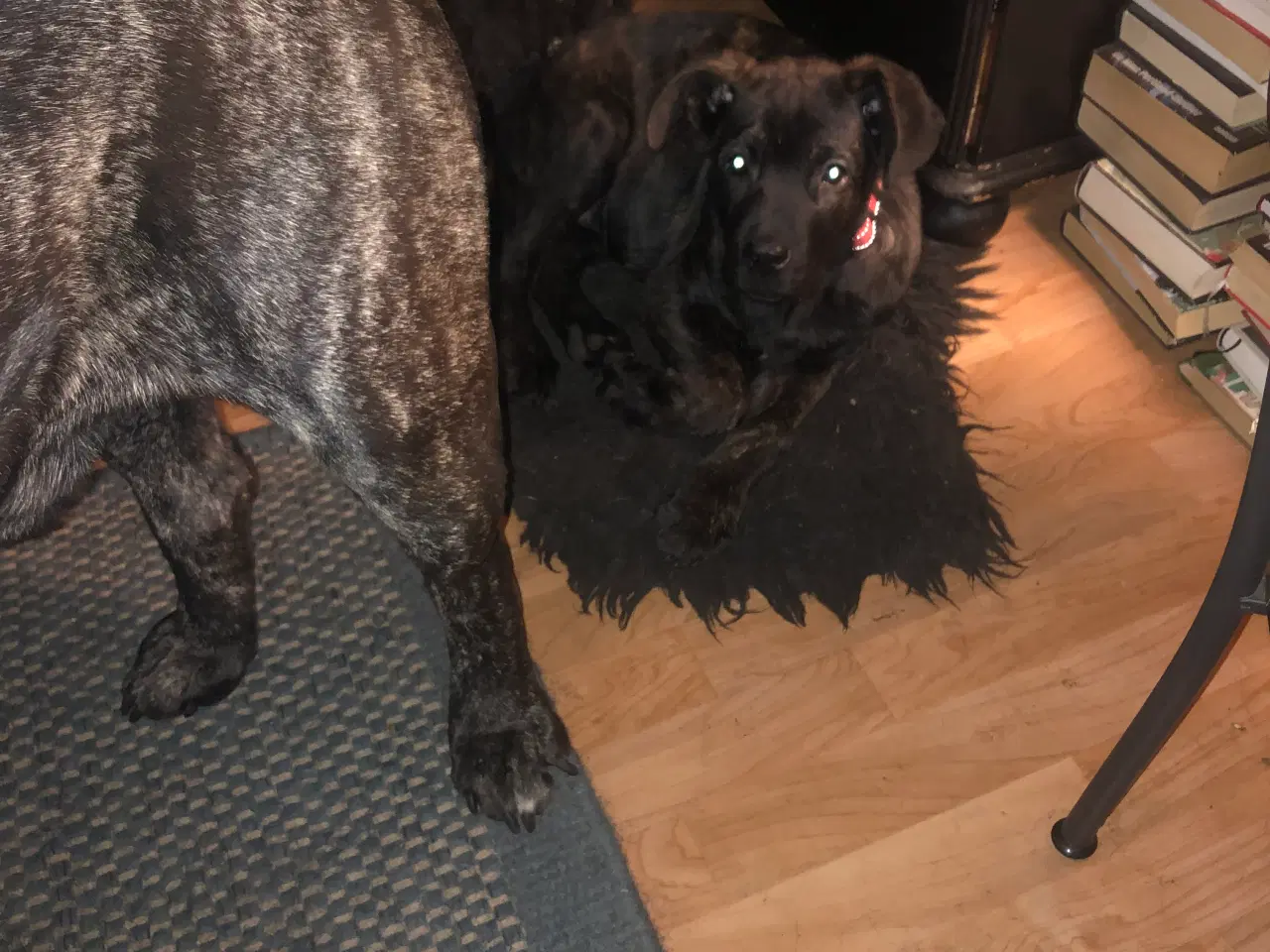 Billede 9 - Jack   Cane Corso og Chæfer