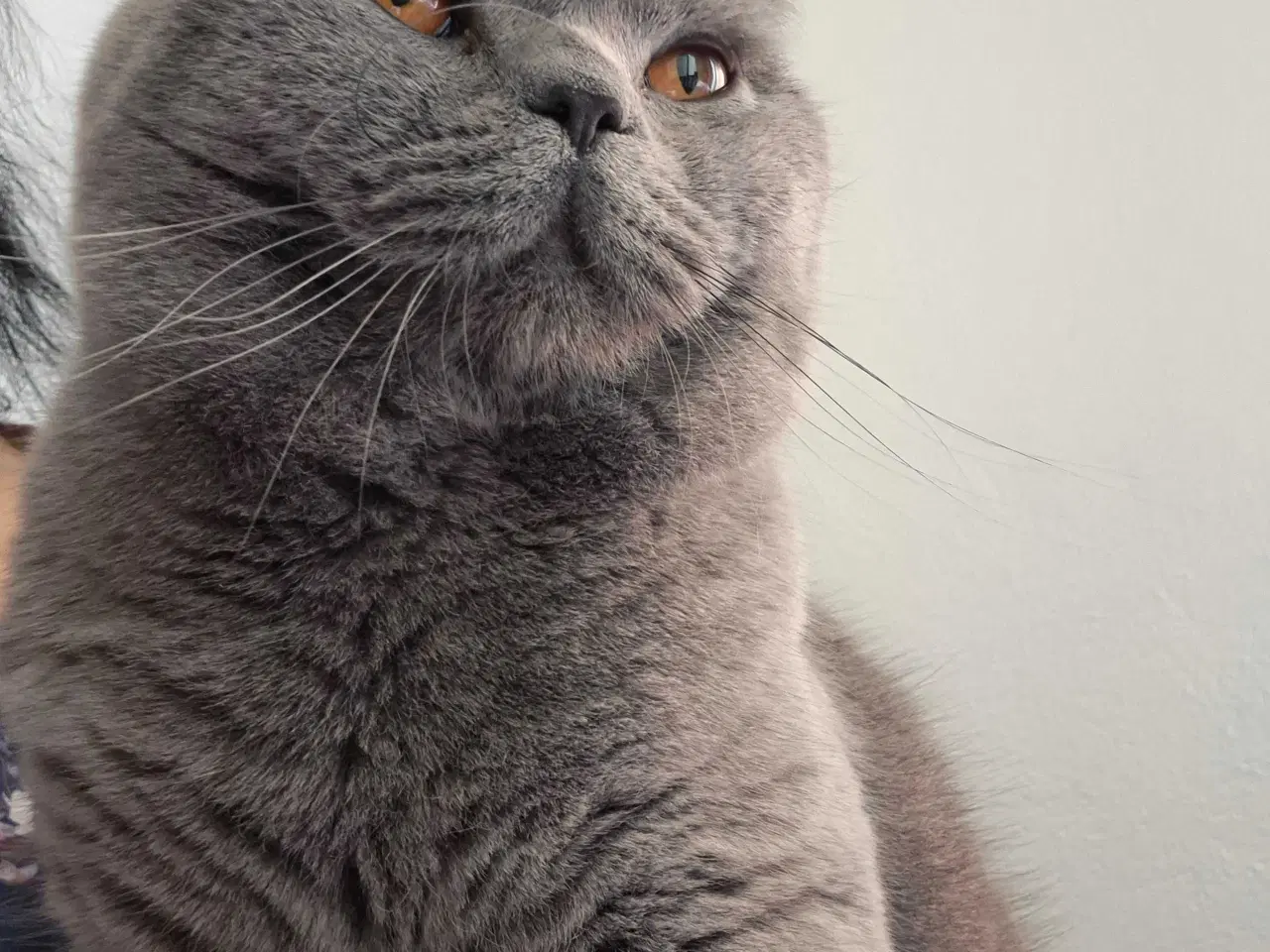 Billede 13 - 🐾 British Shorthair killinger 