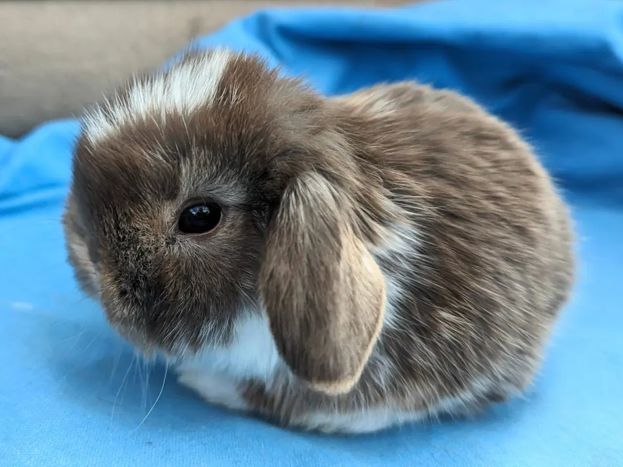 Billede 9 - Minilop kaninunge sælges