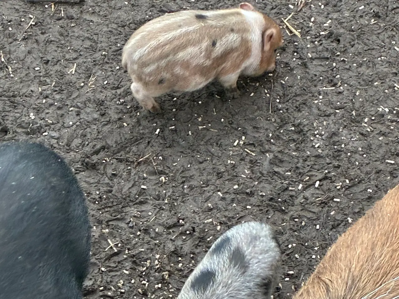 Billede 4 - Mini grise chippet og med papir