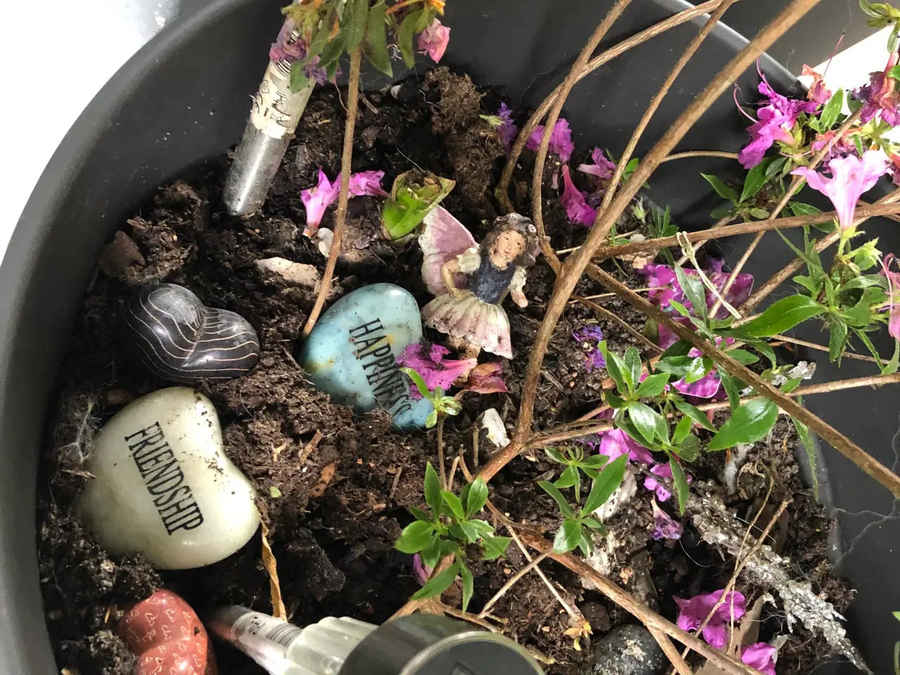 Billede 4 - Syren,magnolia,bonderose,azalea 