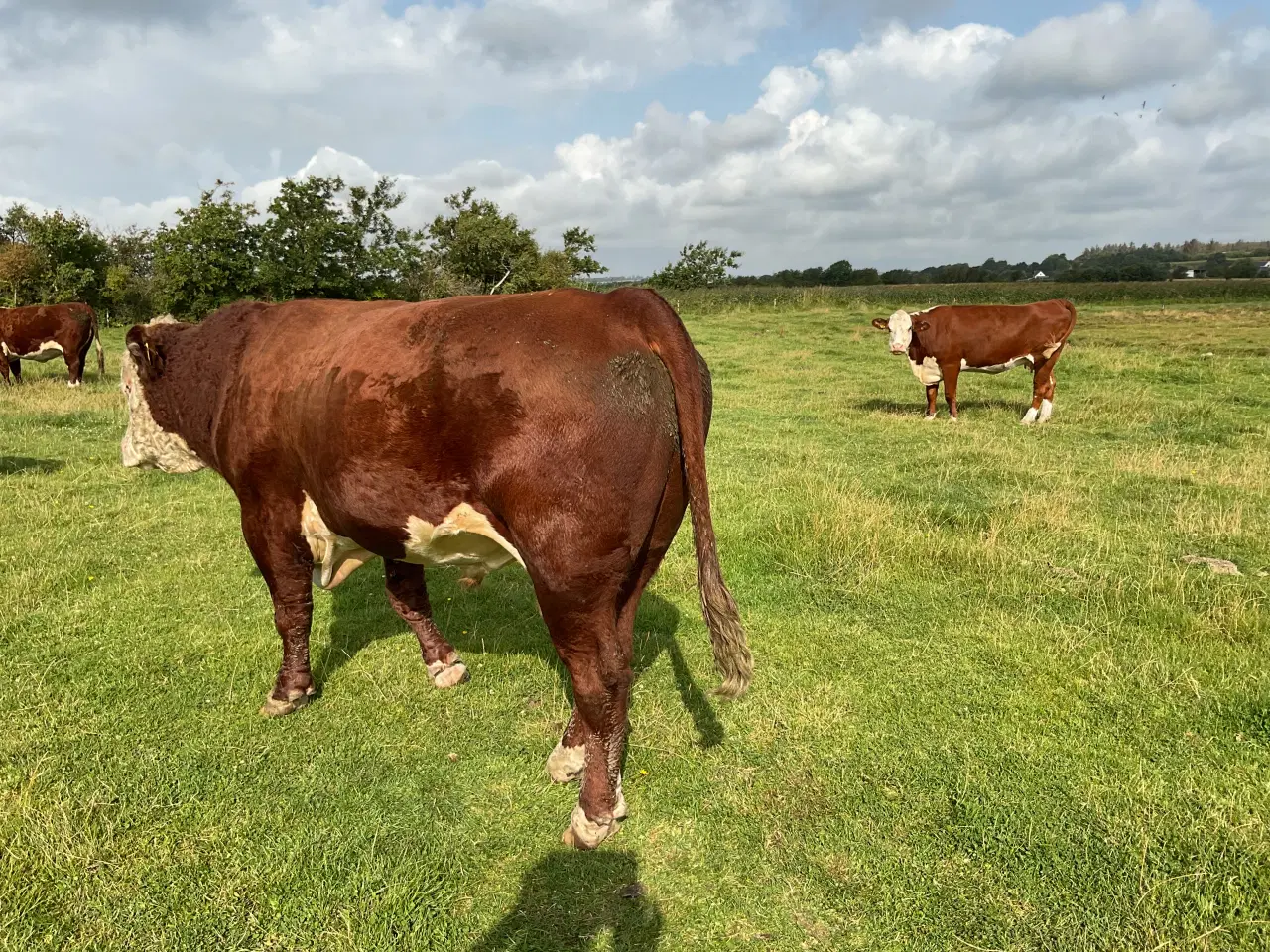 Billede 4 - Hereford tyr