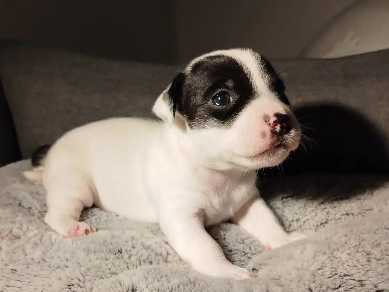 Billede 4 - Jack Russell terrier puppies 