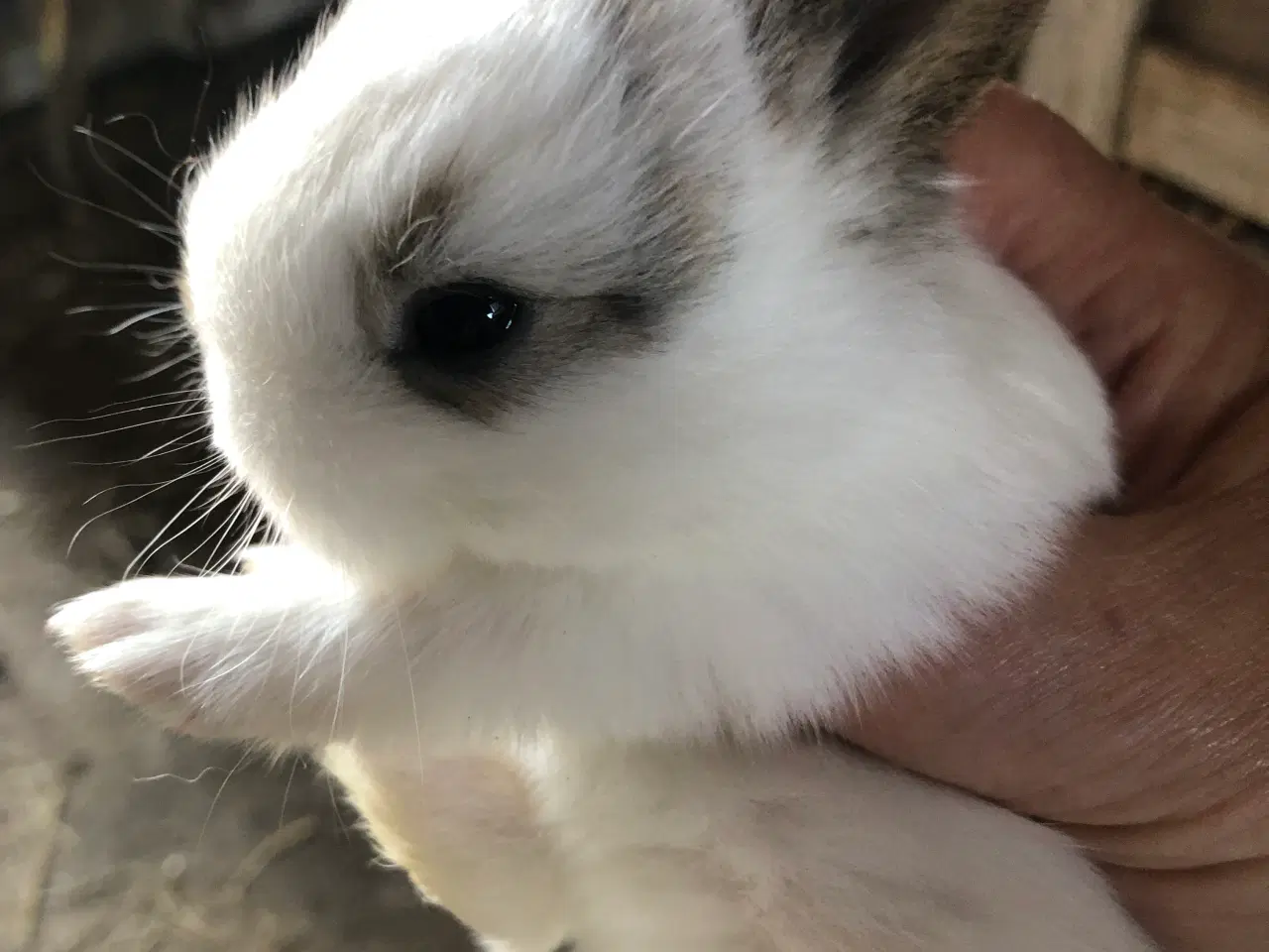 Billede 6 - Kaninunger hermelin og mini lop
