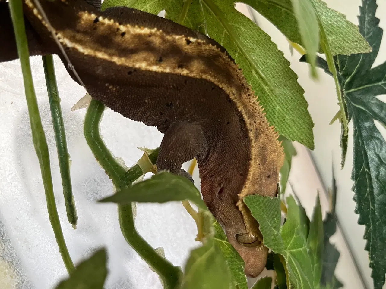 Billede 2 - Kronegekko Han