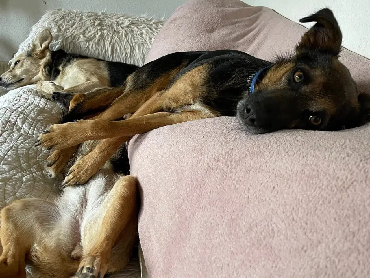 Billede 2 - ⭐️ Dejligste Ares søger sit 4-ever hjem ⭐️🏡🥰