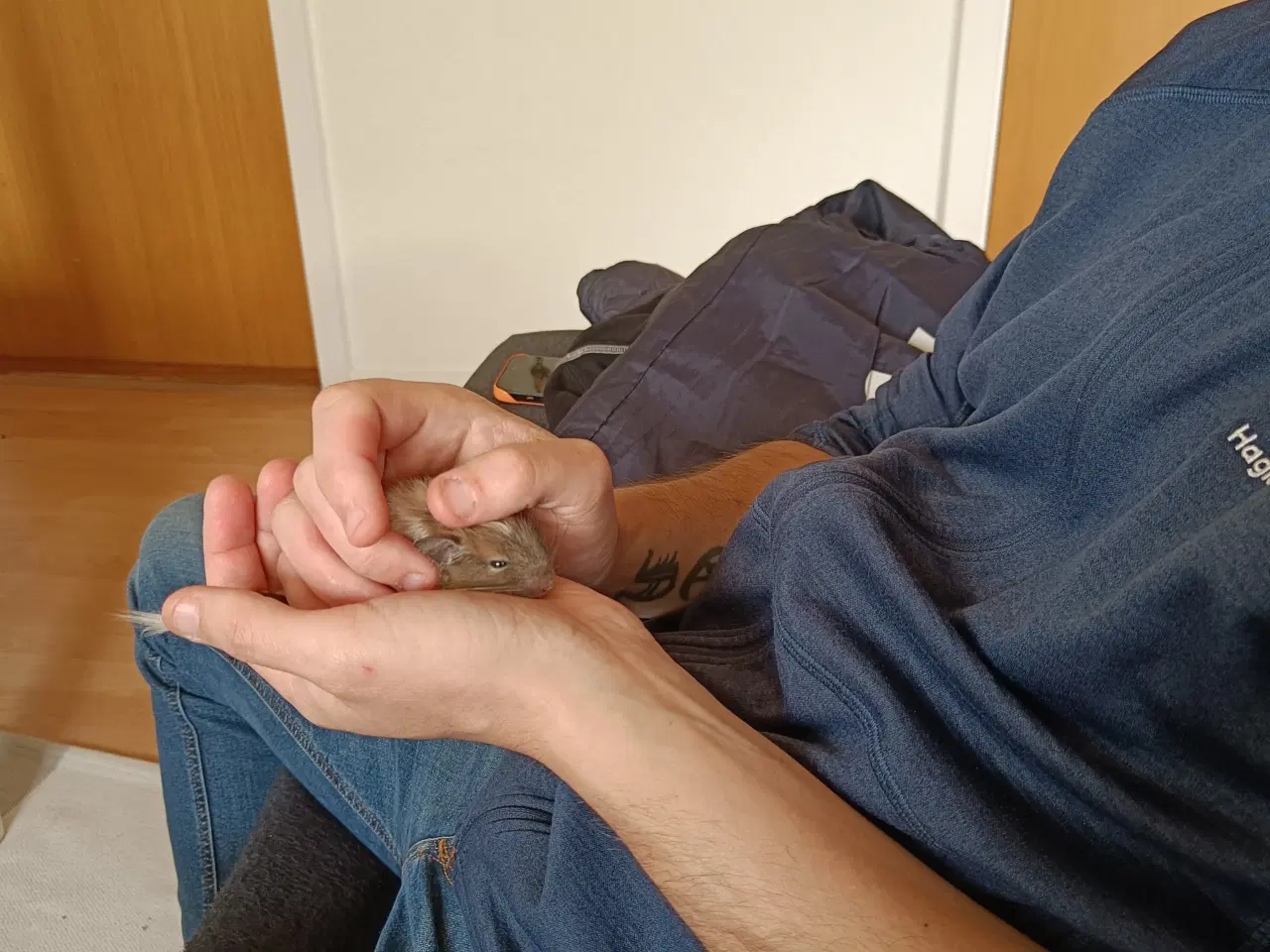 Billede 2 - Søger Degu