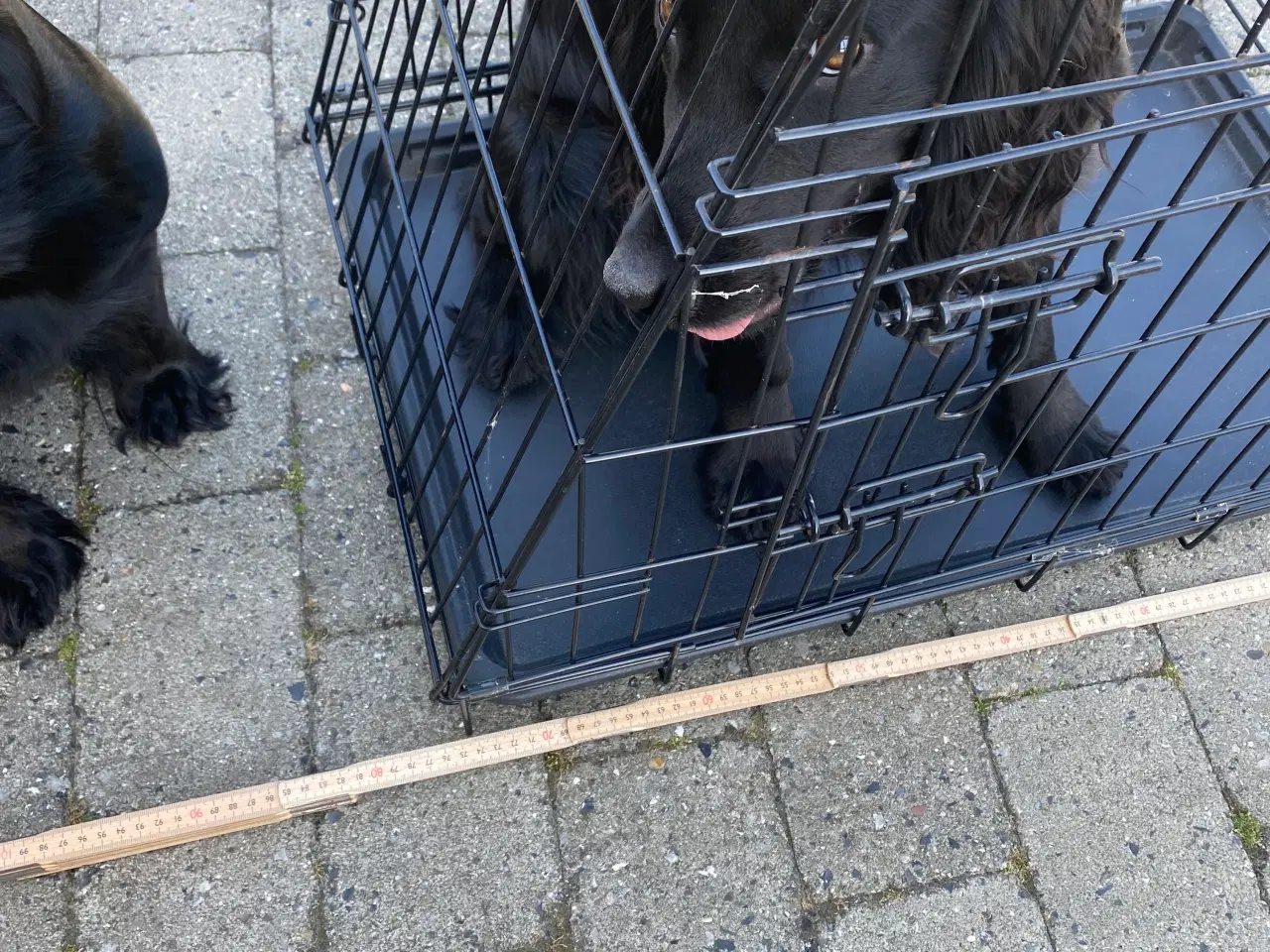 Billede 4 - hundebur