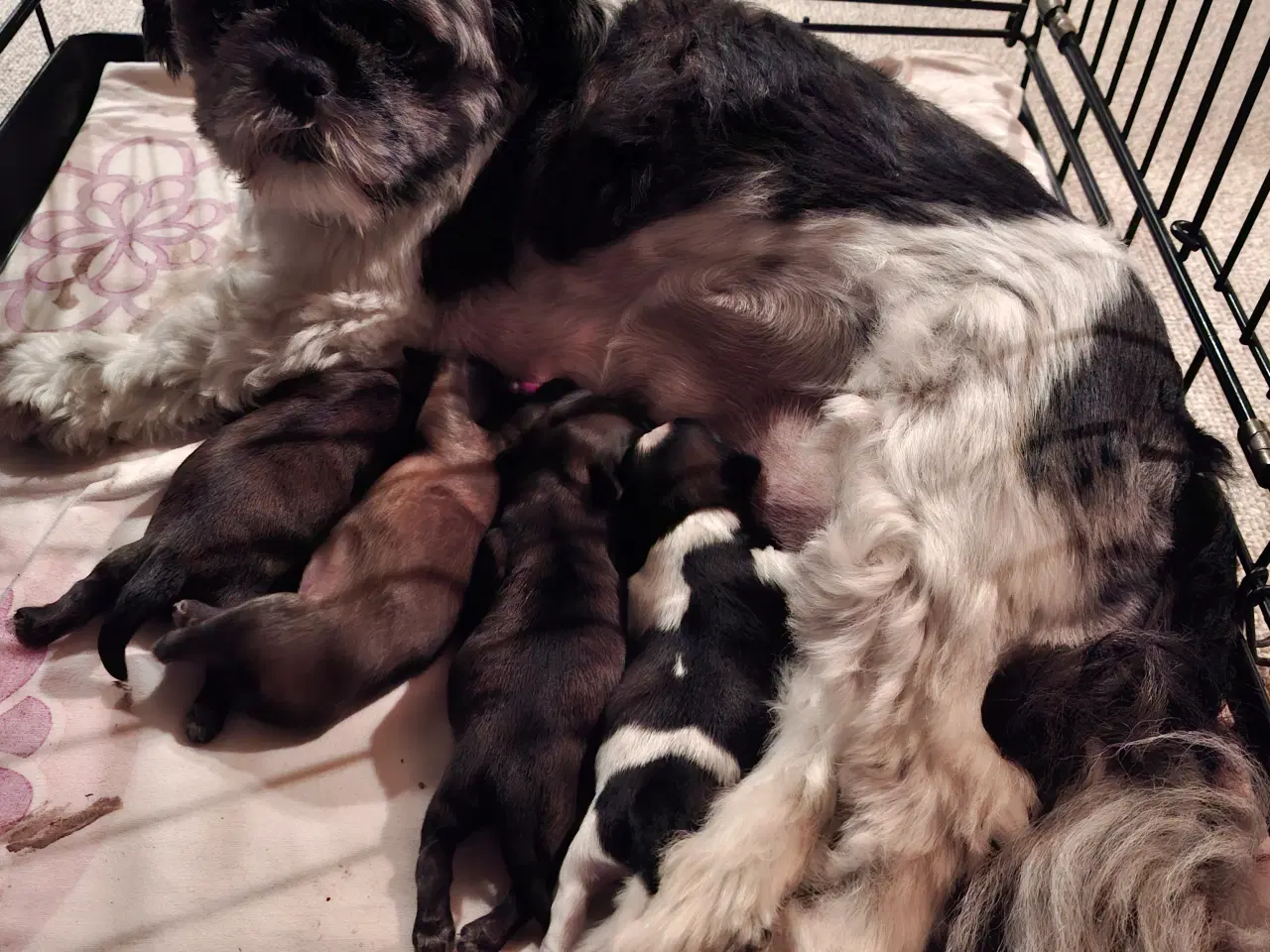 Billede 3 - Shih Tzu hvalpe