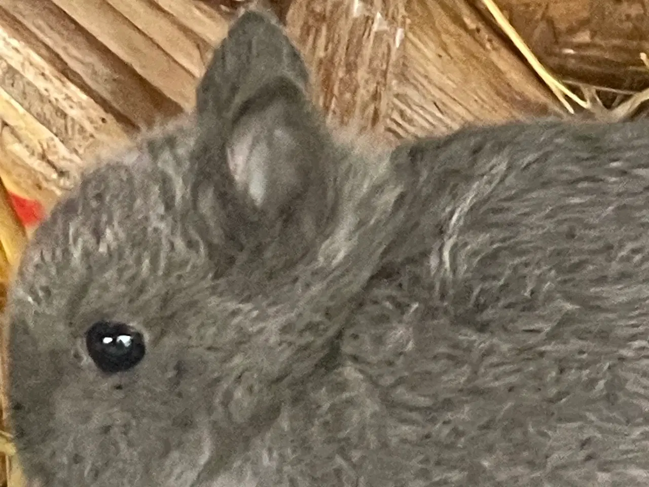 Billede 5 - De sidste 2025 unger