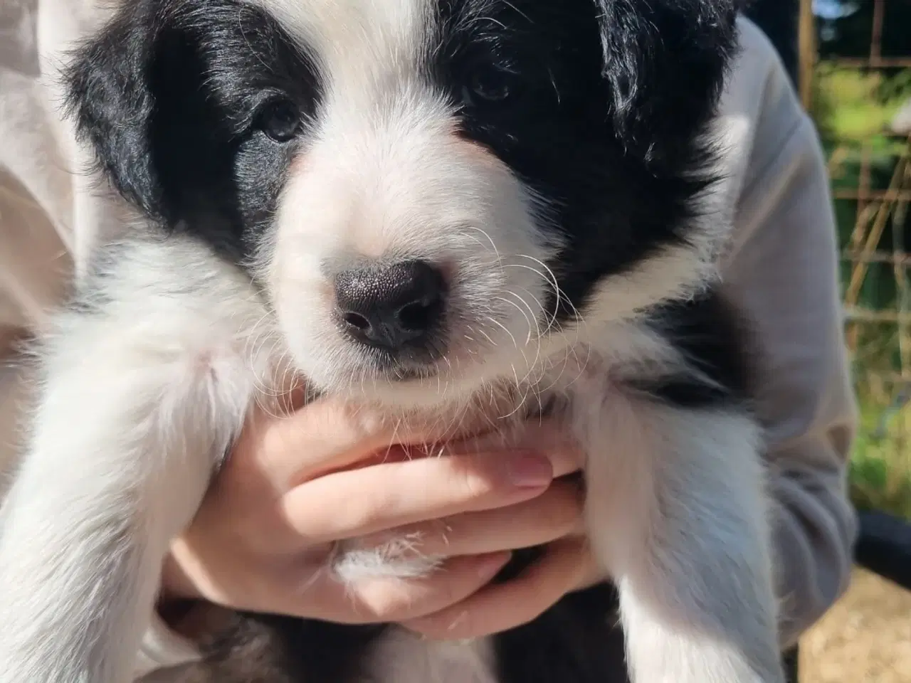 Billede 2 - Border collie hanhvalp