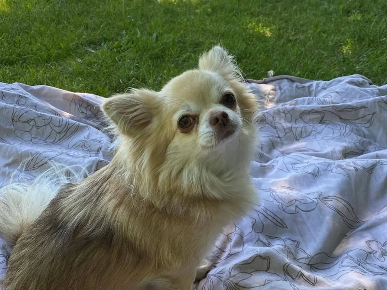 Billede 5 - Hund søger nyt hjem