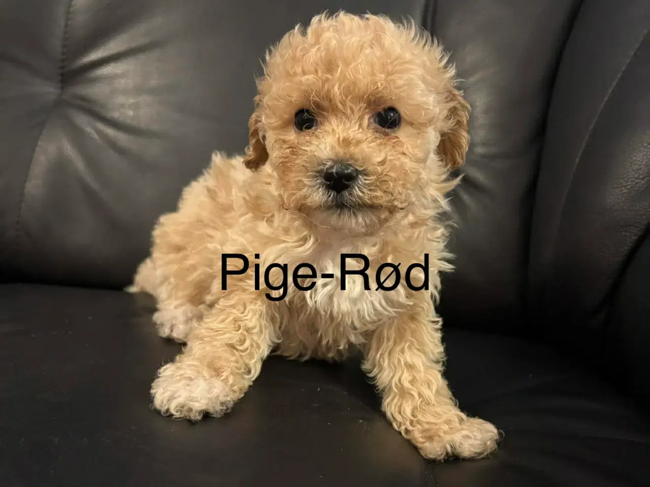 Billede 3 - Mini maltipoo 8 uger
