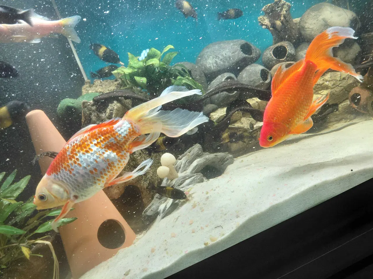 Billede 5 - guldfisk