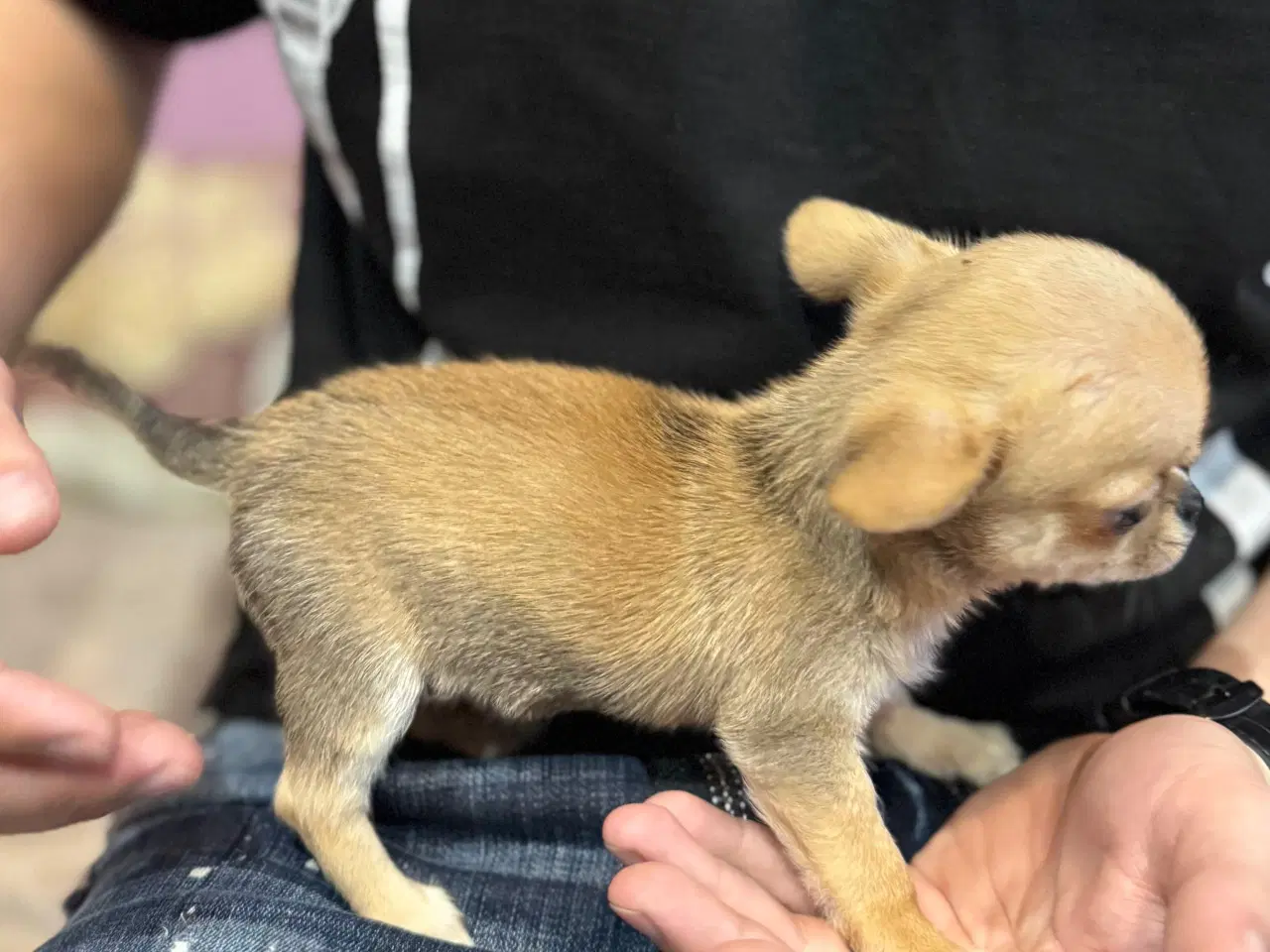 Billede 3 - Brun Chihuahua