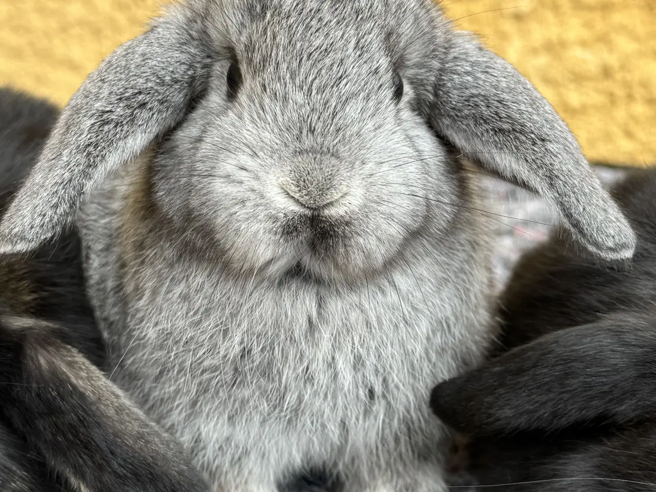 Billede 6 - Dværgvædder unger sælges