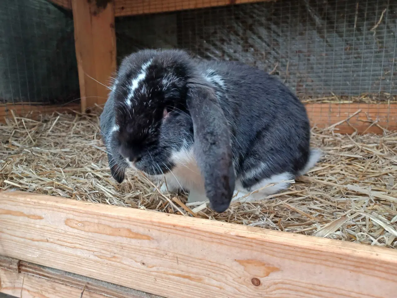 Billede 1 - Fransk Vædder han