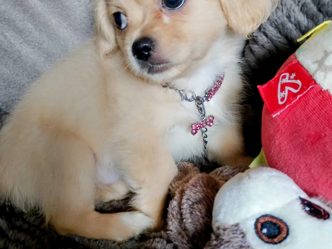 Billede 9 - Dejlige små race blandings hvalpe