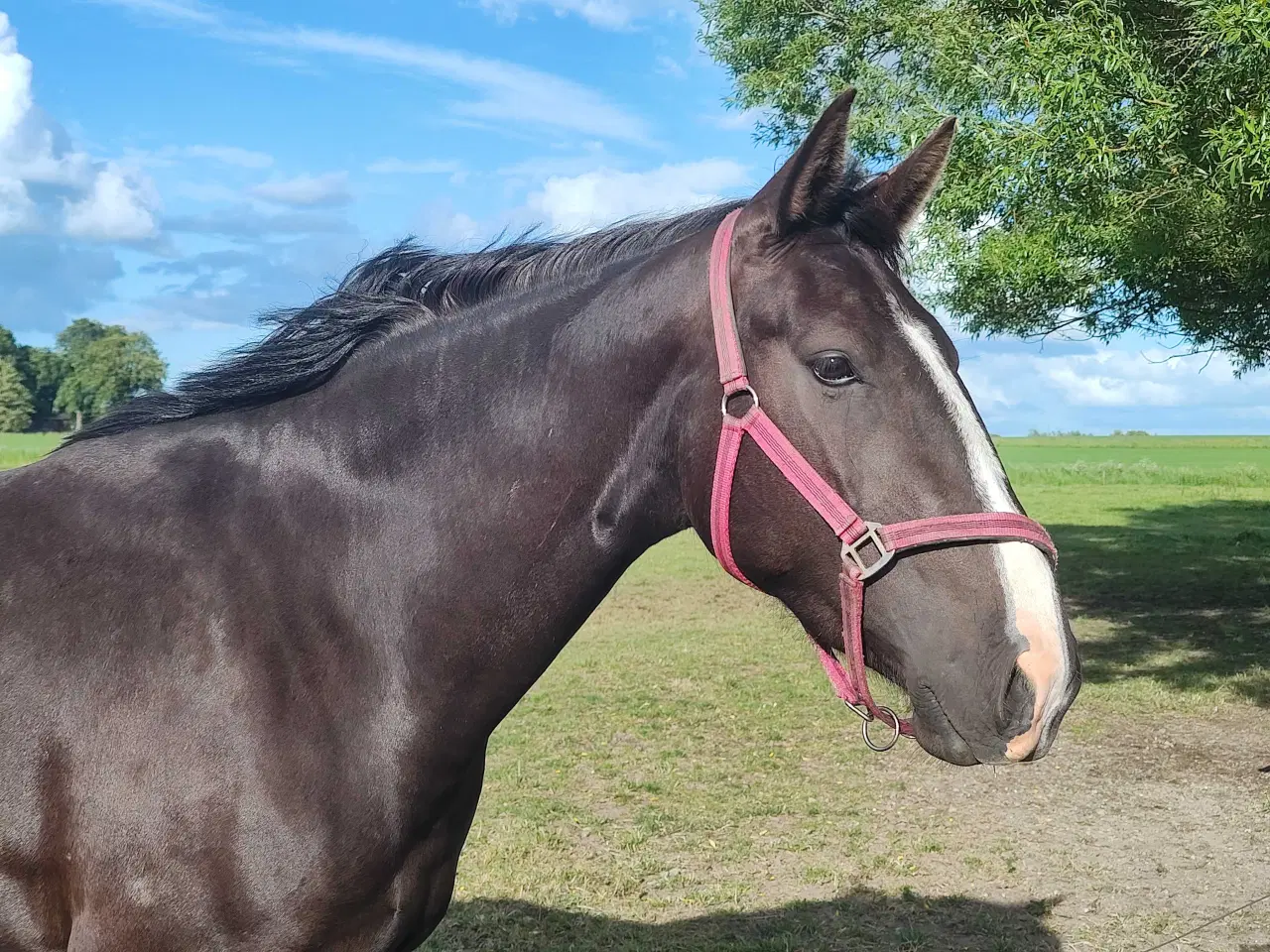 Billede 3 - Oldenborg hoppe 3 år 160 stg