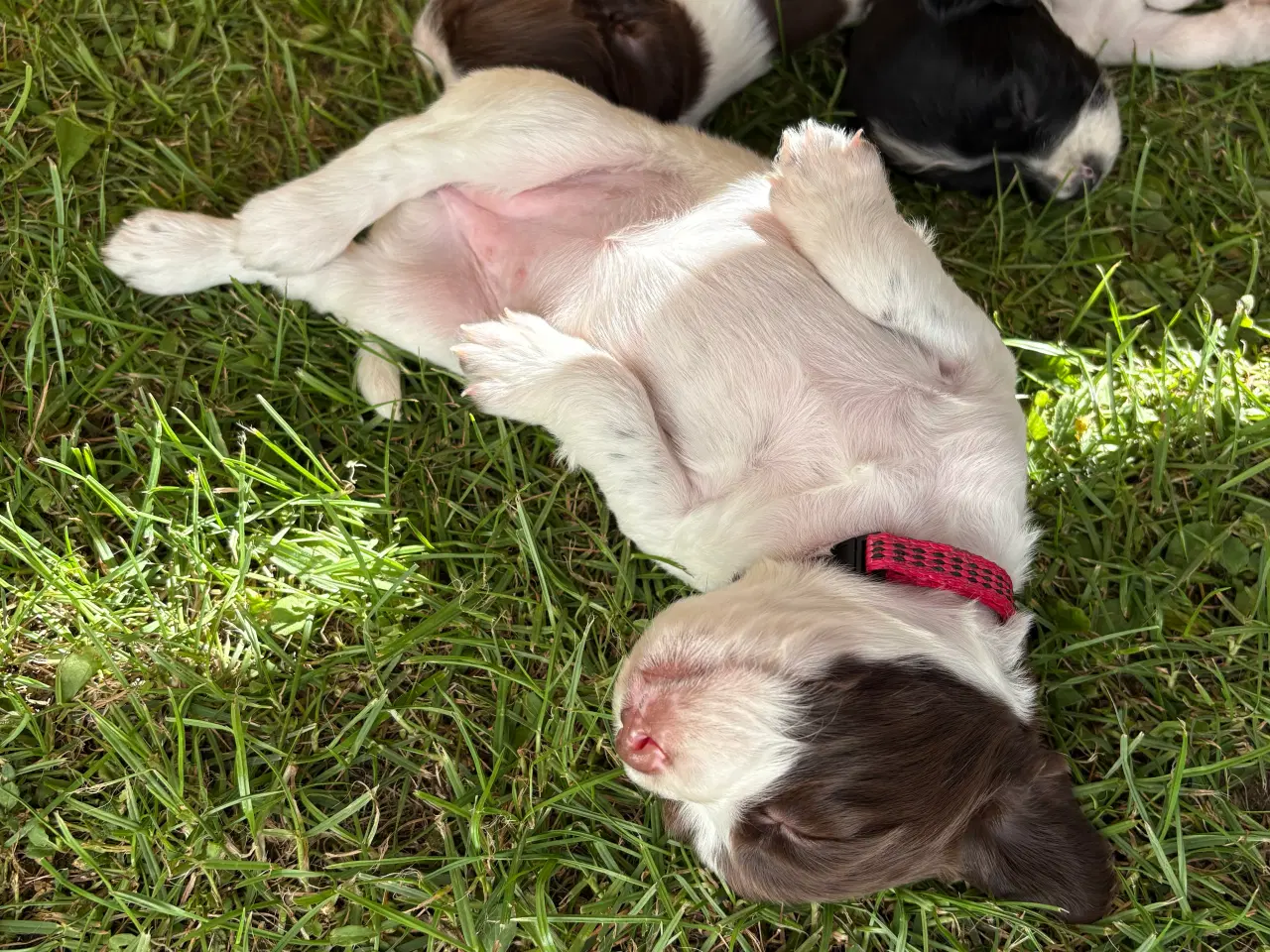 Billede 17 - FT Springer Spaniel med stamtavle 