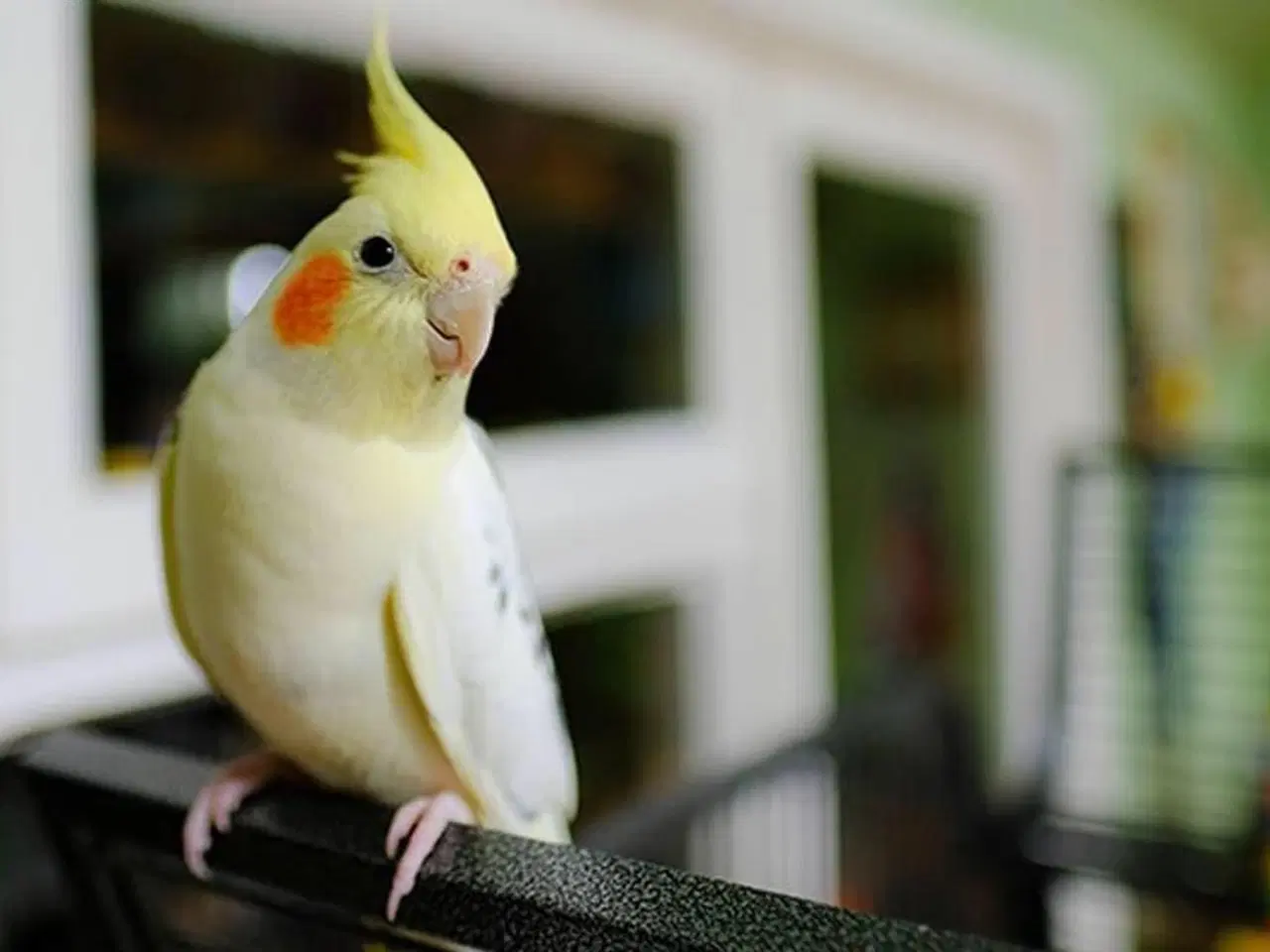 Billede 2 - Parakitter