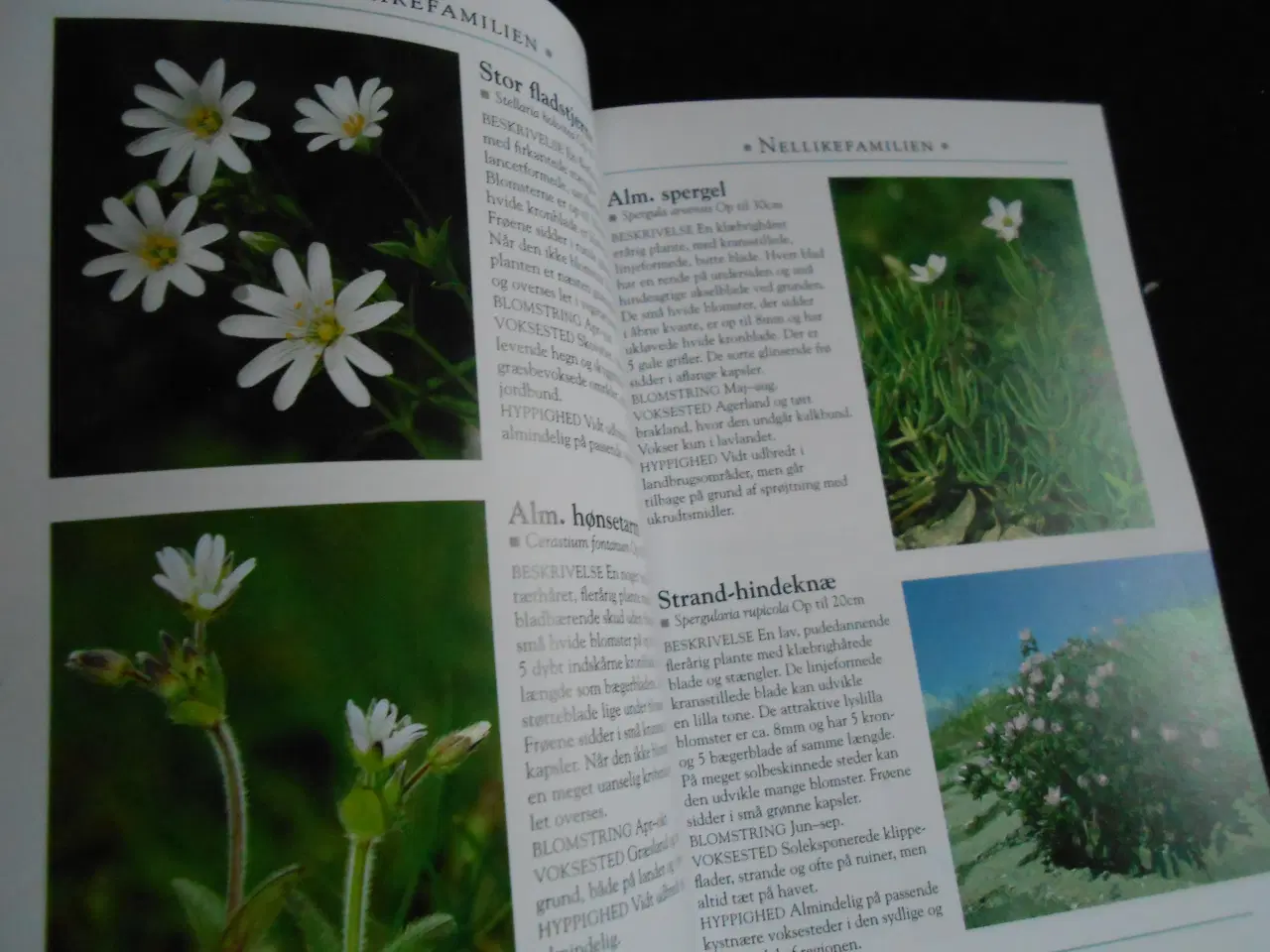 Billede 4 - Vilde blomster i Danmark og Nordeuropa