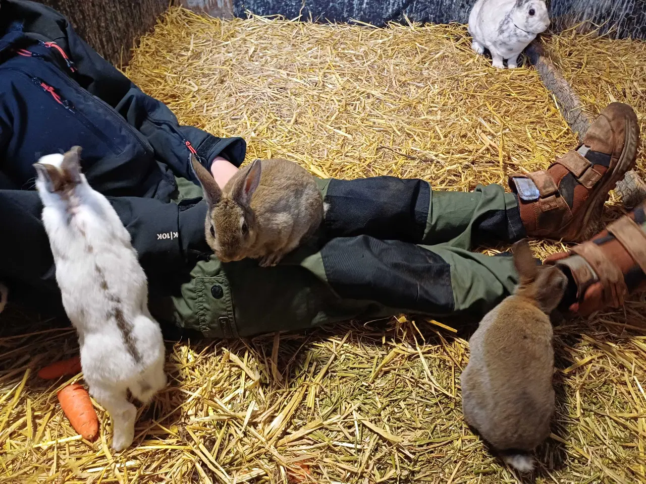 Billede 4 - Lille rex