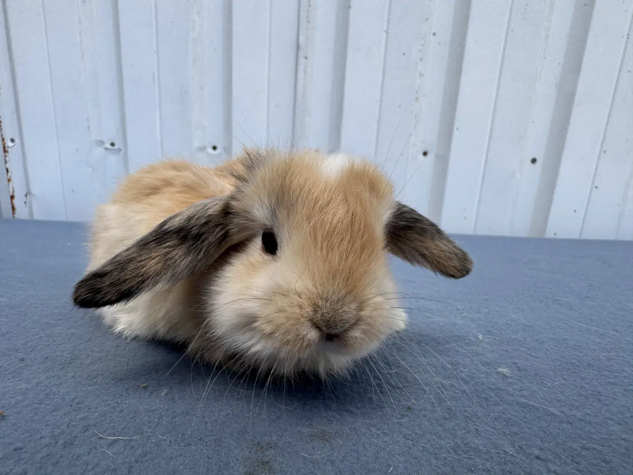 Billede 6 - Dværgvædder/Mini lop hunkanin 