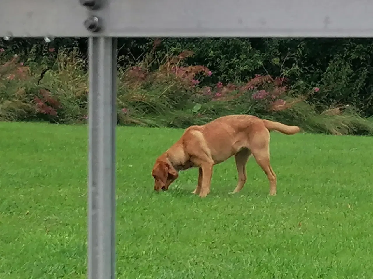 Billede 6 - Red Fox tæve sælges